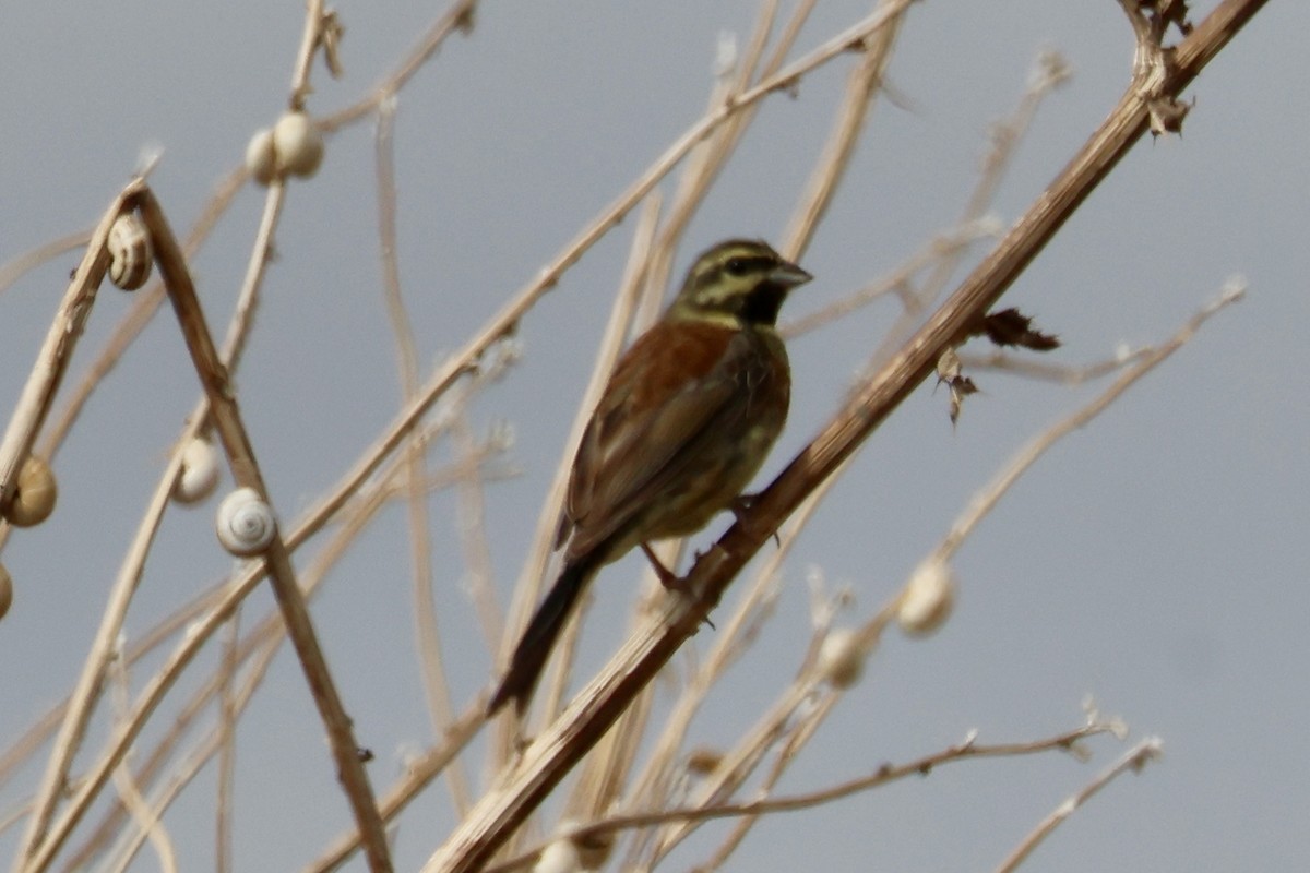 Cirl Bunting - ML640647132