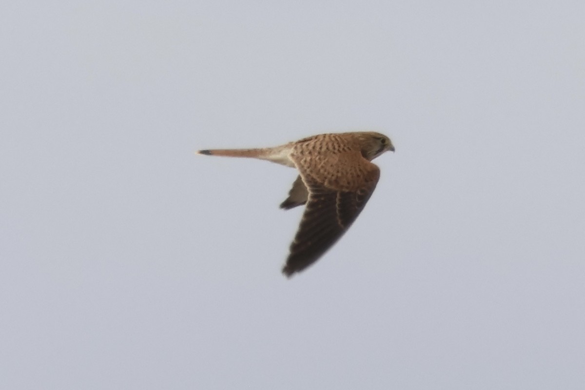 Eurasian Kestrel - ML640647138