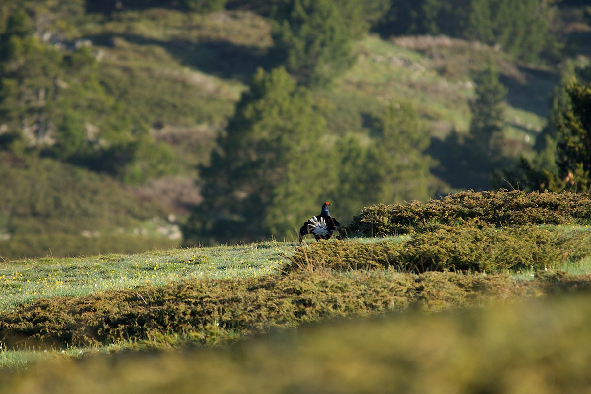 Lira-oilar arrunta - ML640647163