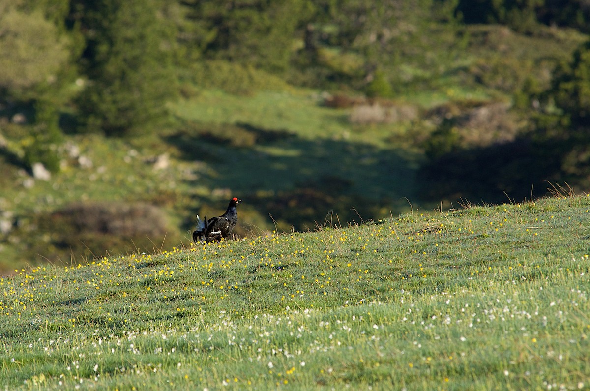 Lira-oilar arrunta - ML640647164