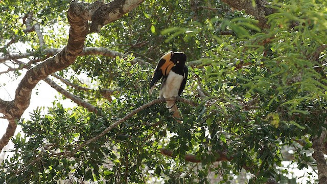 Malabar Pied-Hornbill - ML640647202