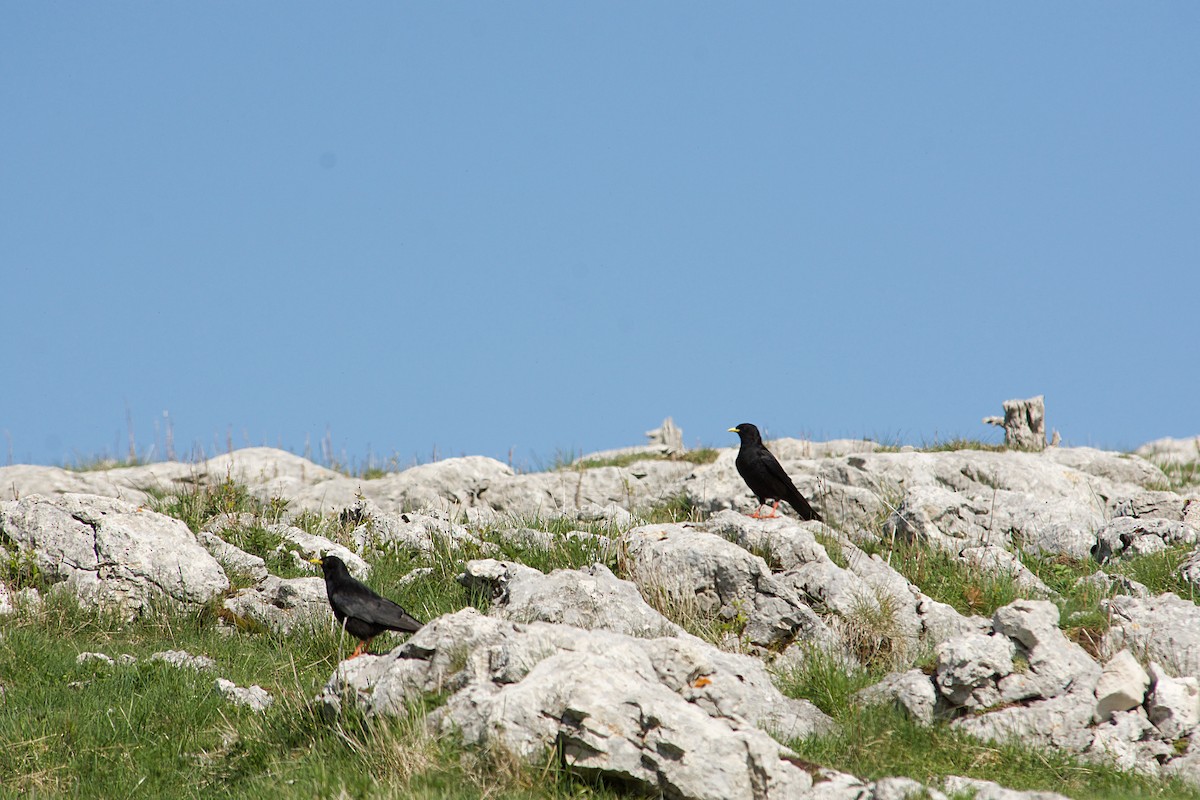 Belatxinga mokohoria - ML640647207