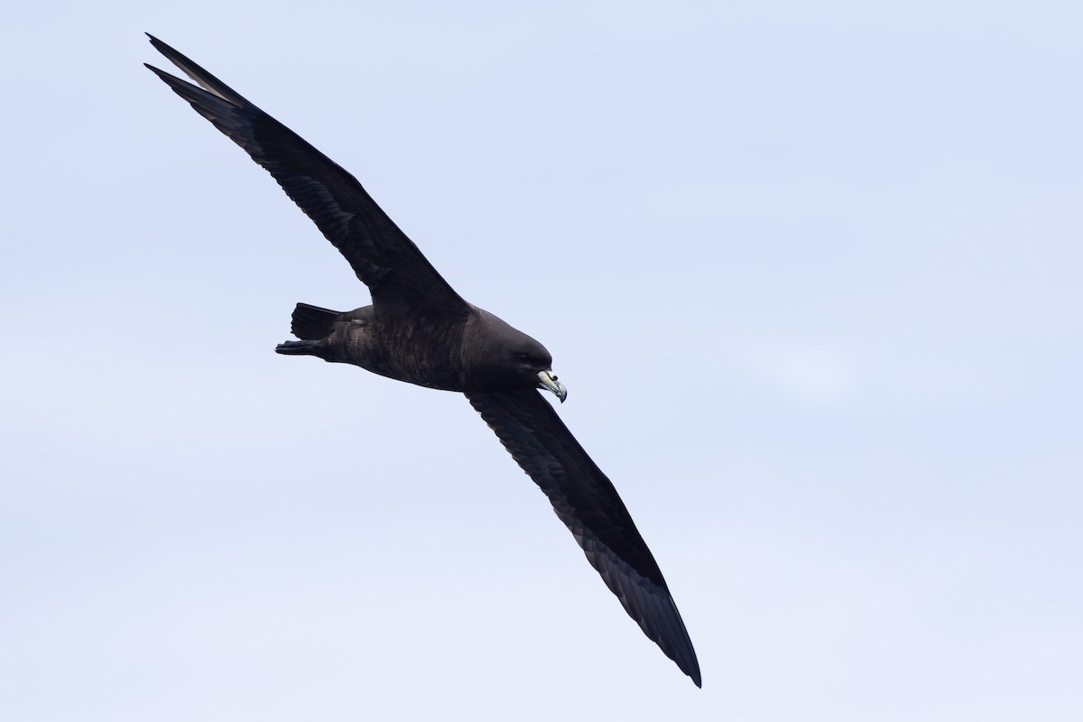 Parkinson's Petrel - ML640647211