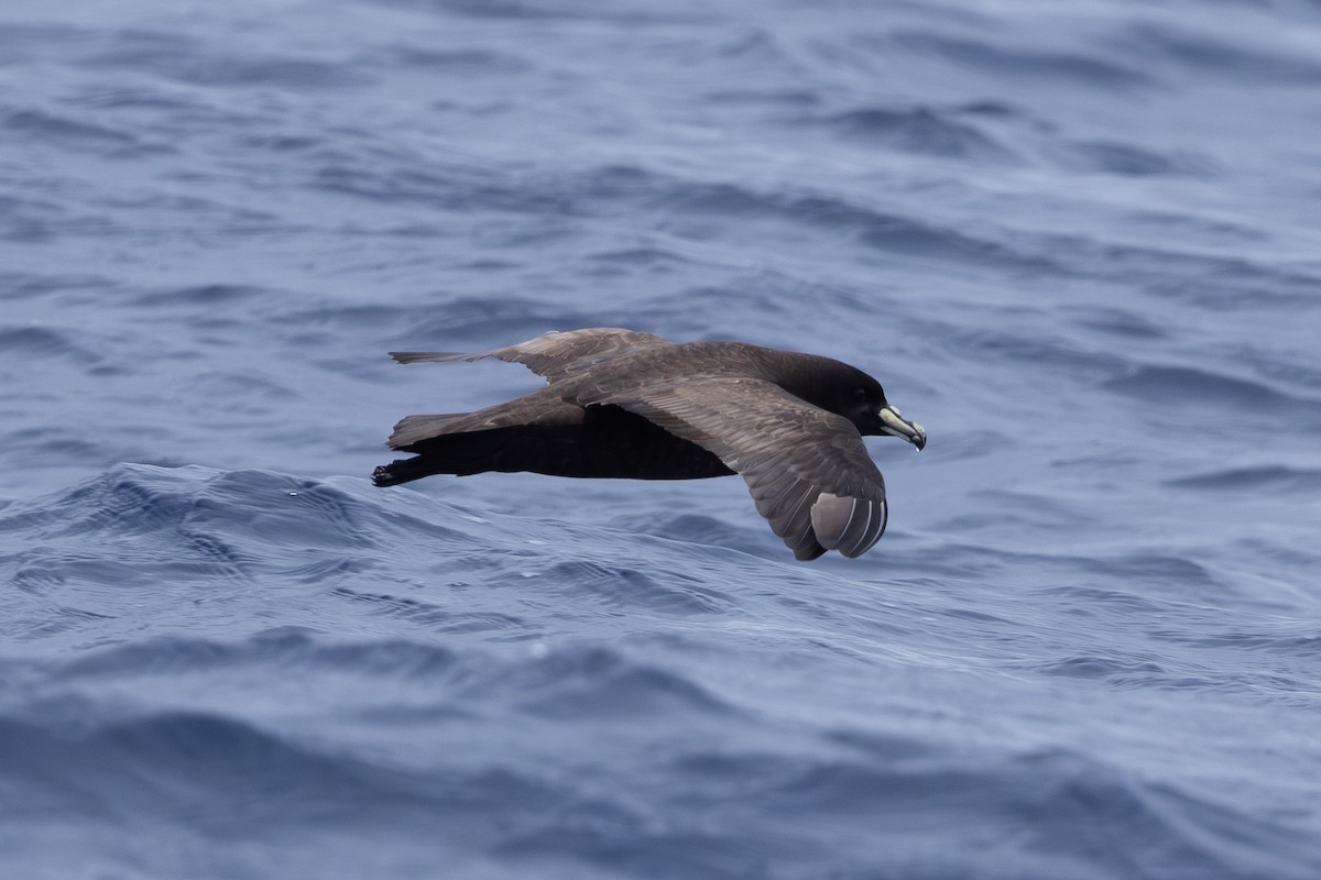 Parkinson's Petrel - ML640647212