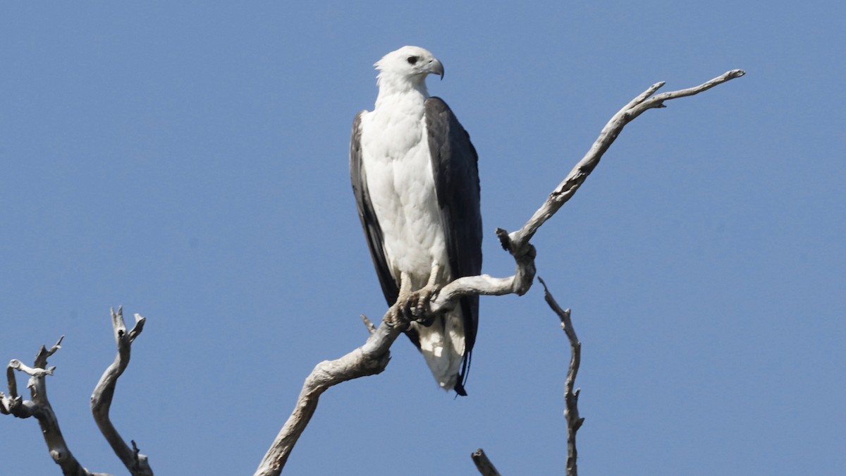 White-bellied Sea-Eagle - ML640647216