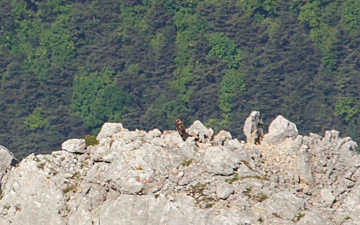 Arrano beltza - ML640647225