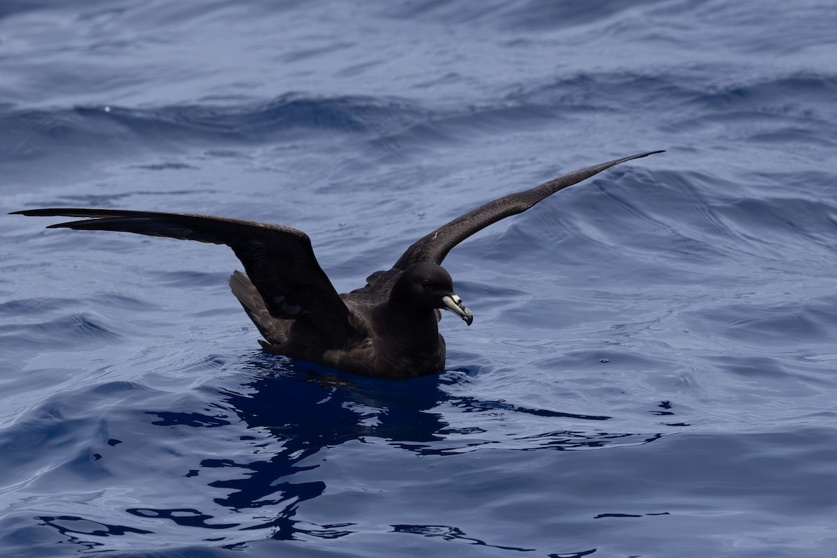Parkinson's Petrel - ML640647243
