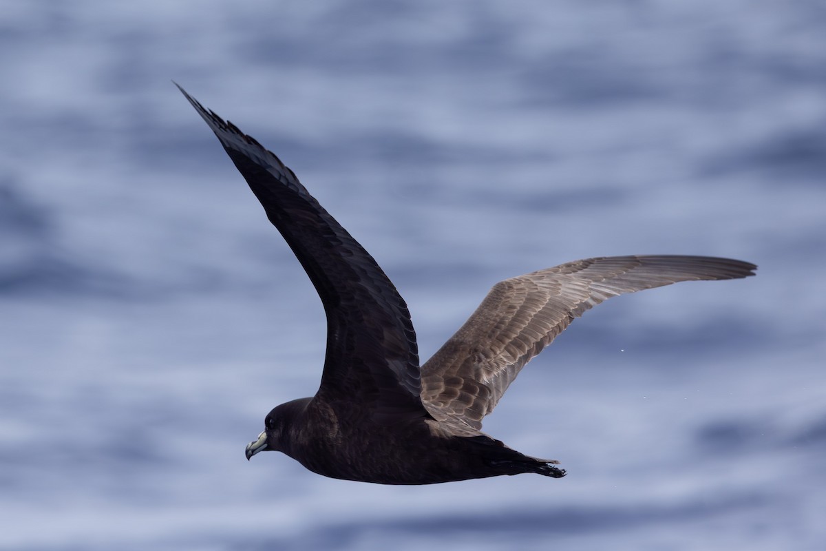 Parkinson's Petrel - ML640647296