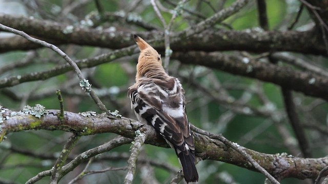 Eurasian Hoopoe - ML640647335