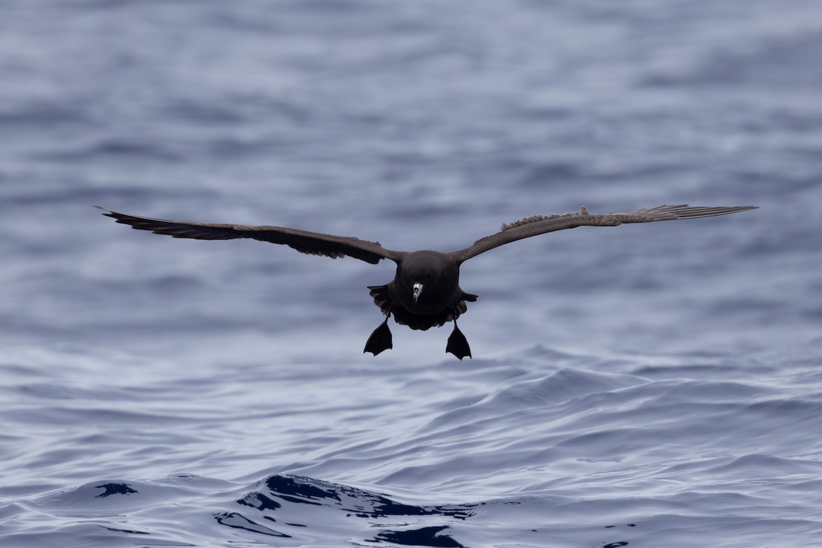 Parkinson's Petrel - ML640647340