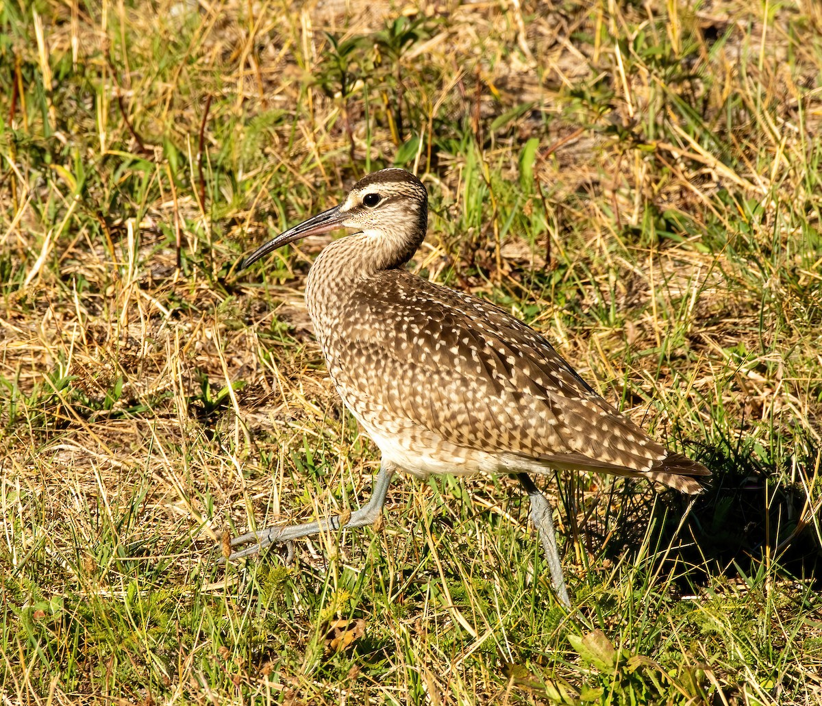 Whimbrel - ML640647463