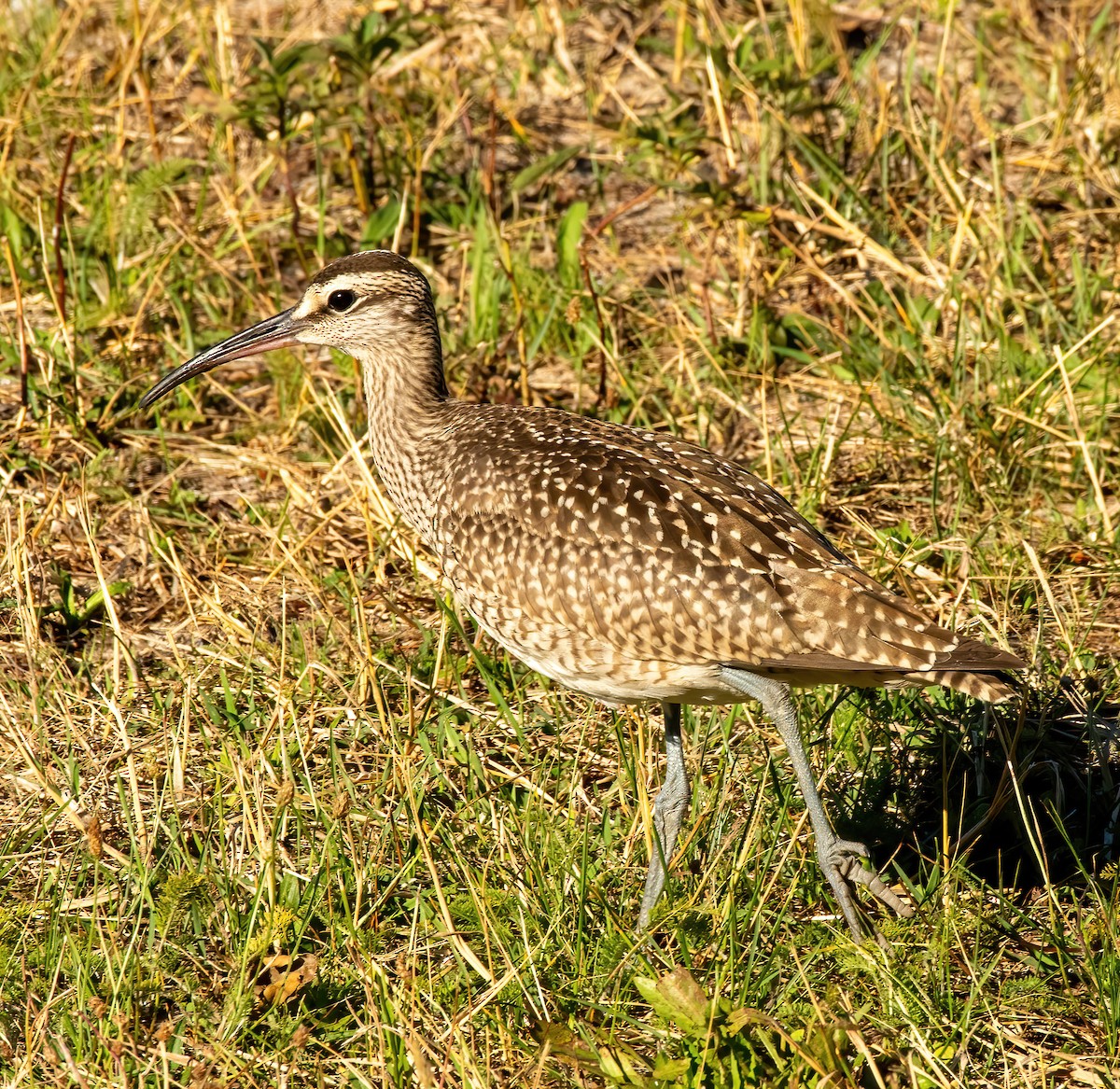 Whimbrel - ML640647465