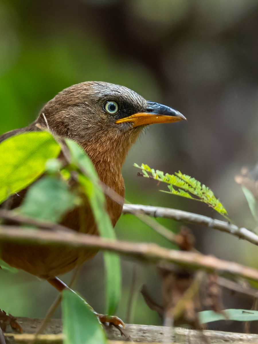 Rufous Babbler - ML640647538