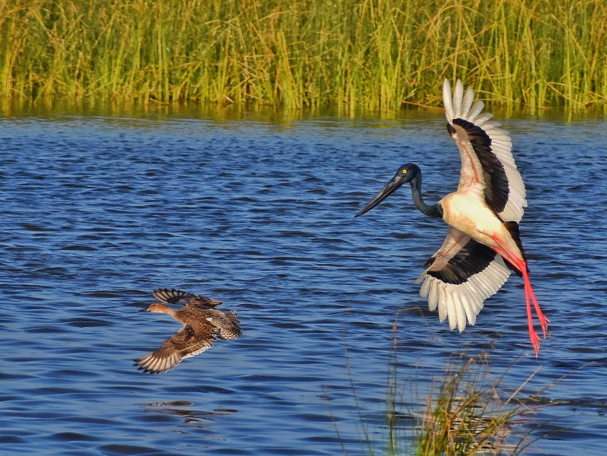 Jabiru asiarra - ML640647551