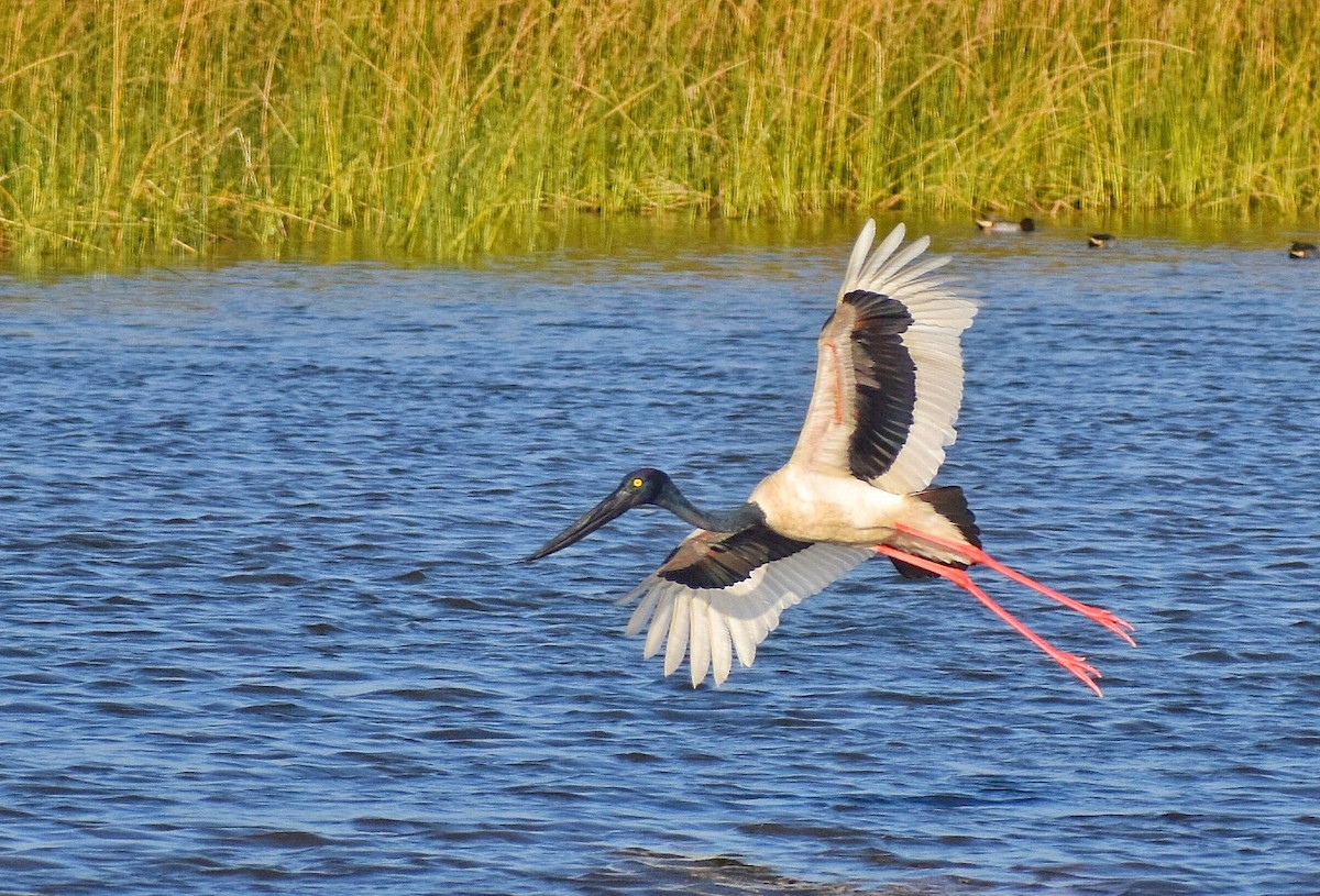 Jabiru asiarra - ML640647552
