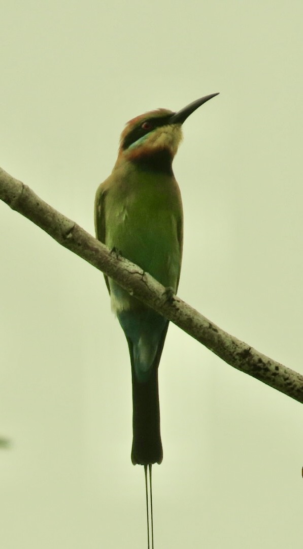 Rainbow Bee-eater - ML640647568