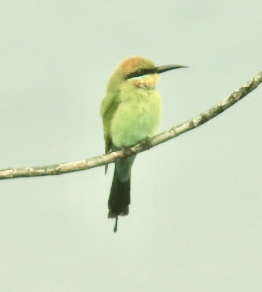 Rainbow Bee-eater - ML640647569