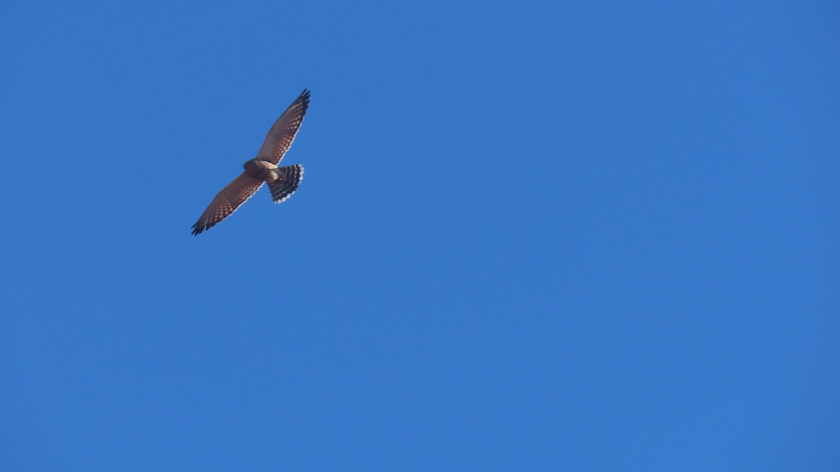 Greater Kestrel - ML640647578