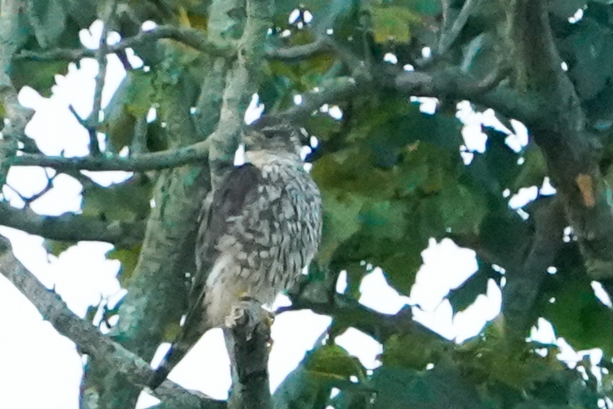 Merlin - ML640647581