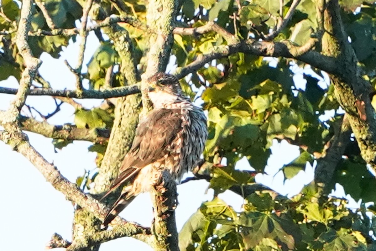 Merlin - ML640647582