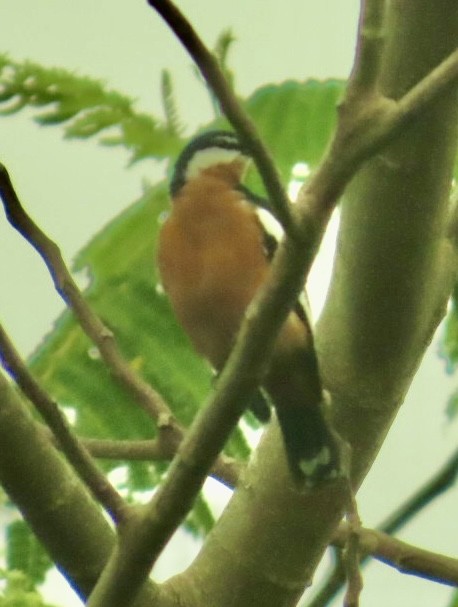 Rufous-bellied Triller - ML640647589