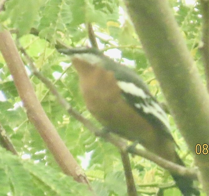 Rufous-bellied Triller - ML640647590