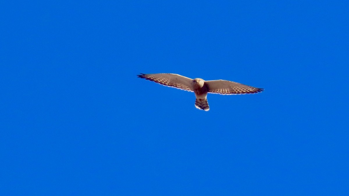 Greater Kestrel - ML640647593