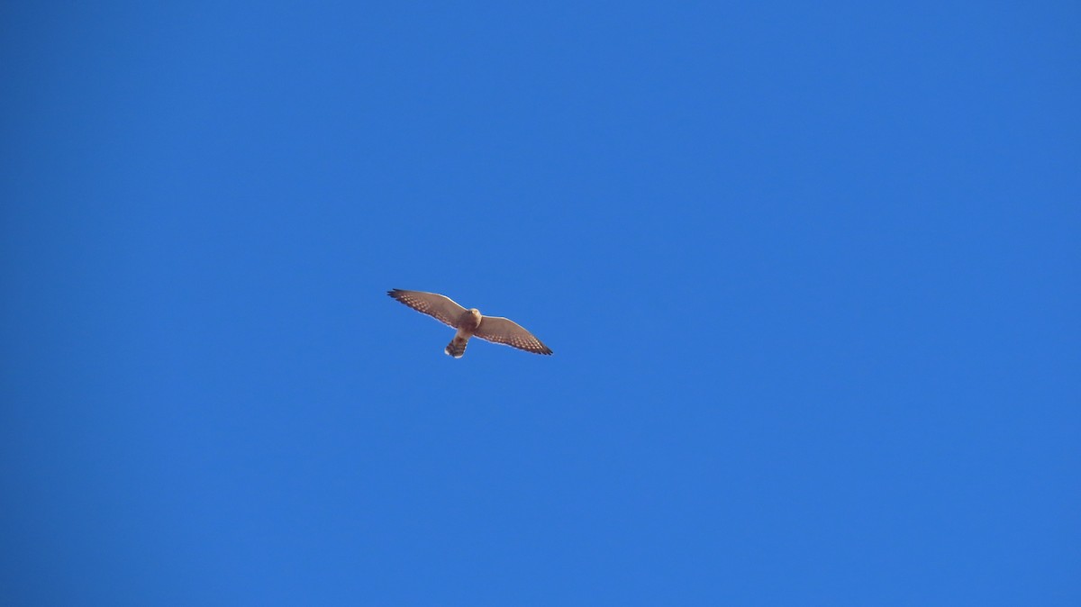 Greater Kestrel - ML640647595