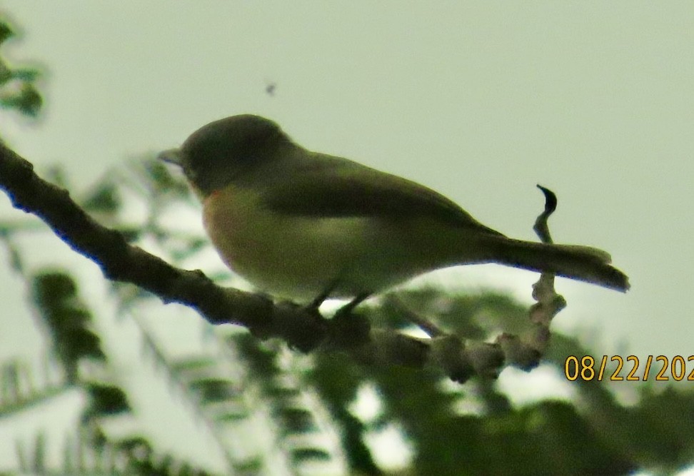 Moluccan Flycatcher - ML640647598