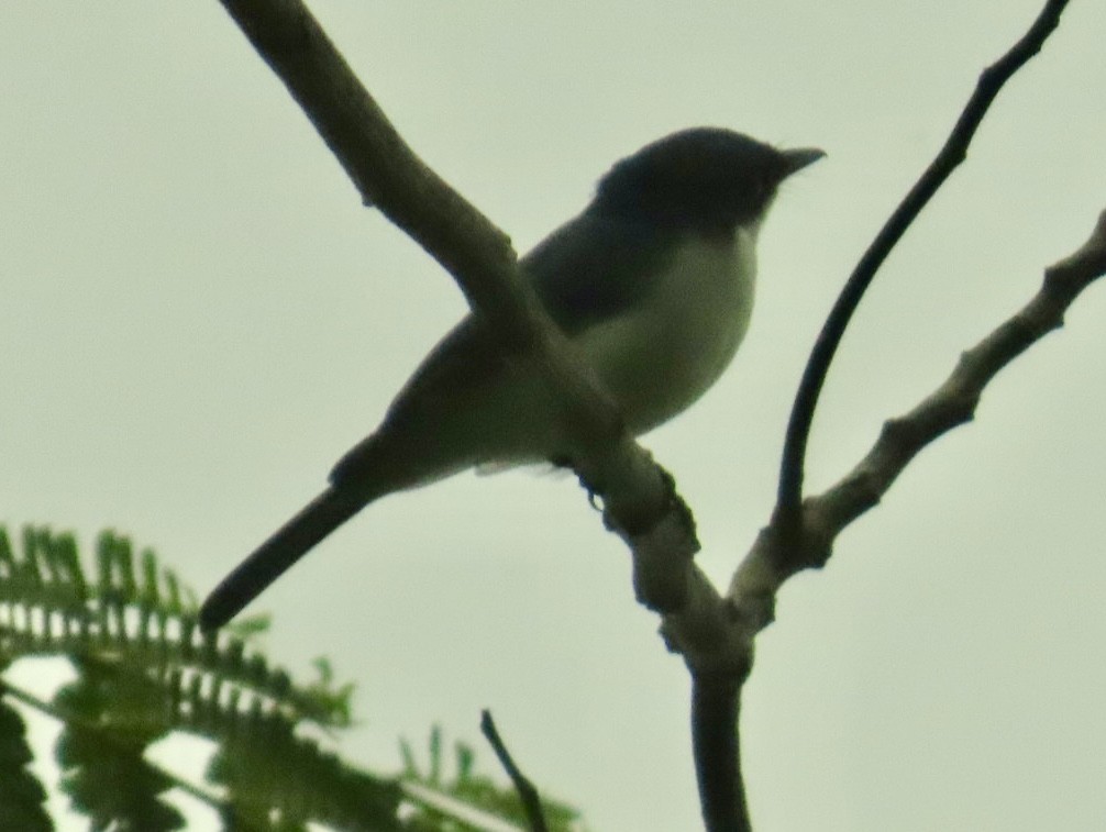 Moluccan Flycatcher - ML640647599