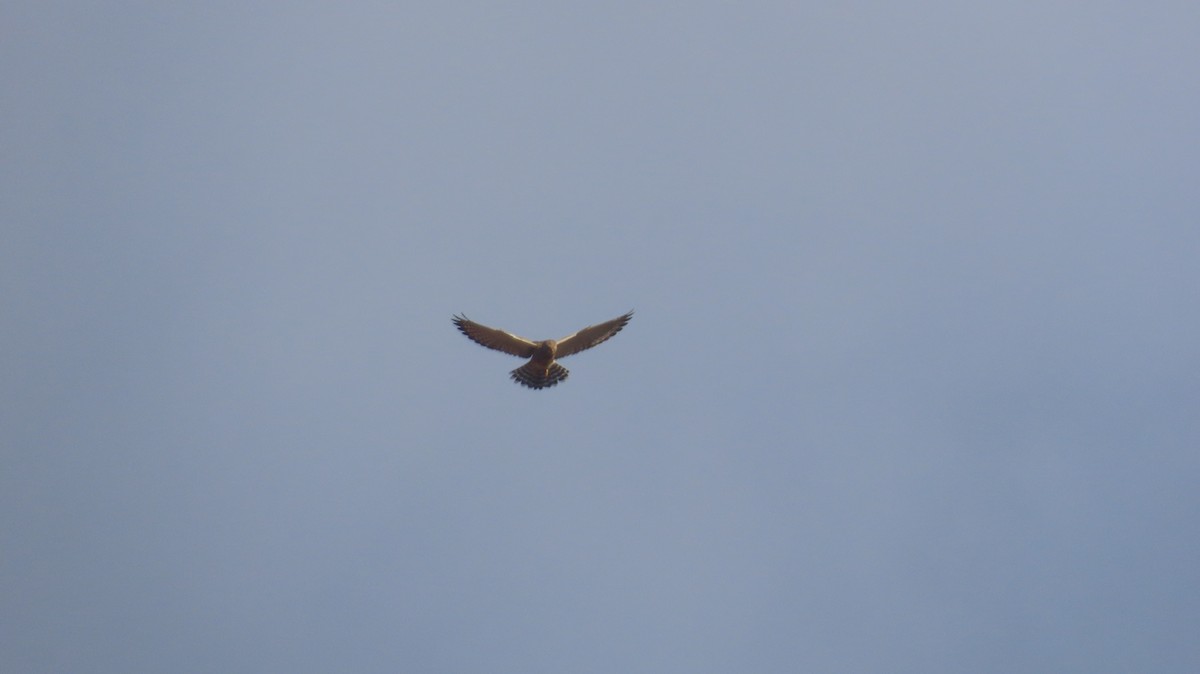Greater Kestrel - ML640647603