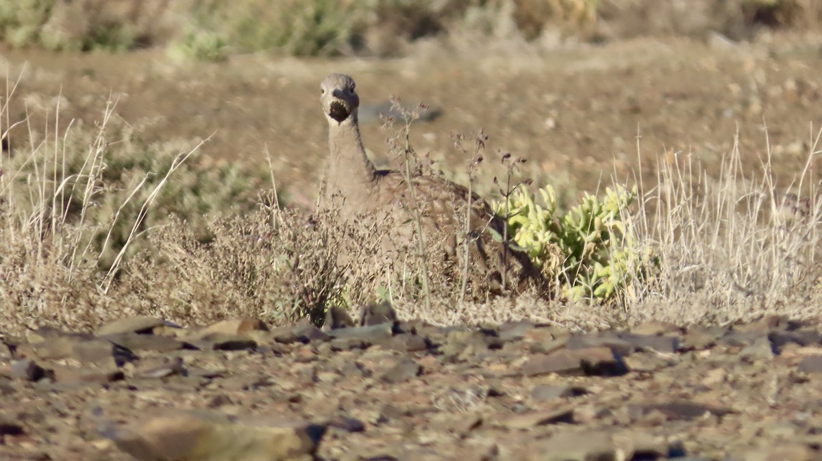 Karoo Bustard - ML640647616