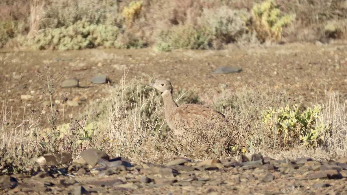 Karoo Bustard - ML640647620