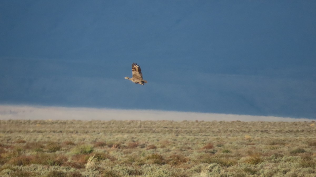 Karoo Bustard - ML640647633