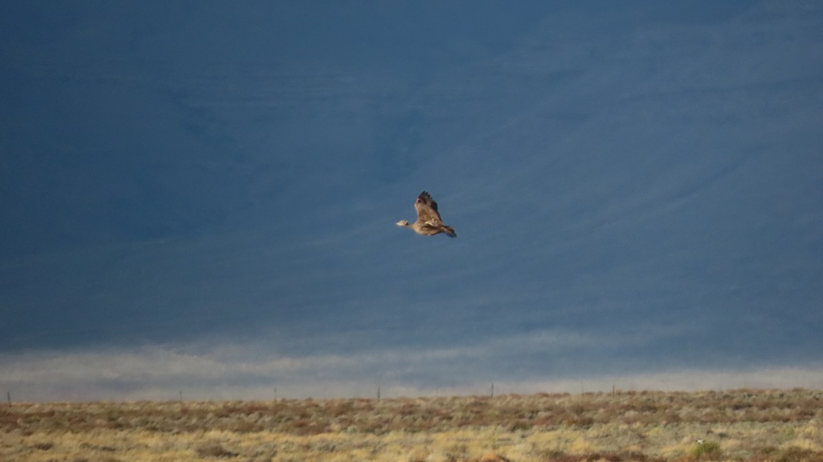 Karoo Bustard - ML640647636