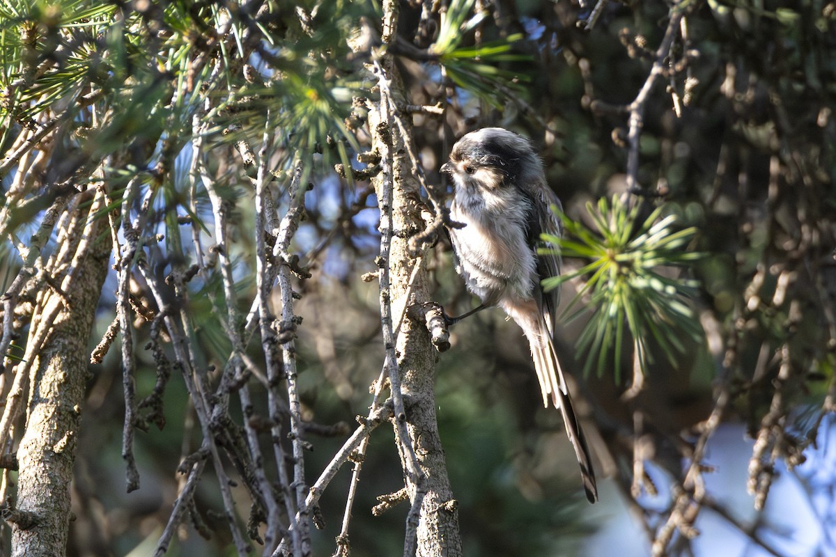 mlynařík dlouhoocasý - ML640647646