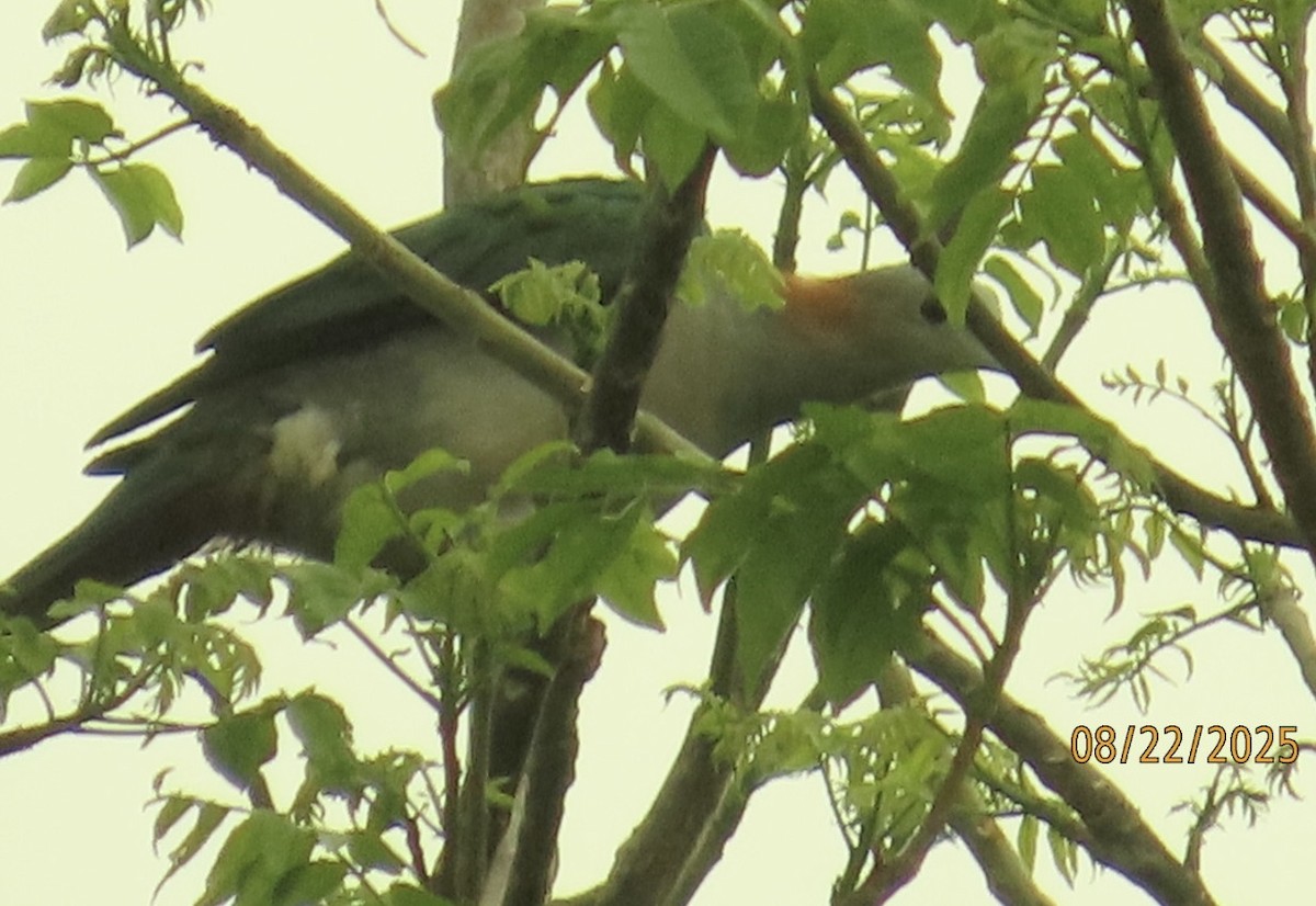 Green Imperial-Pigeon (Rufous-naped) - ML640647647