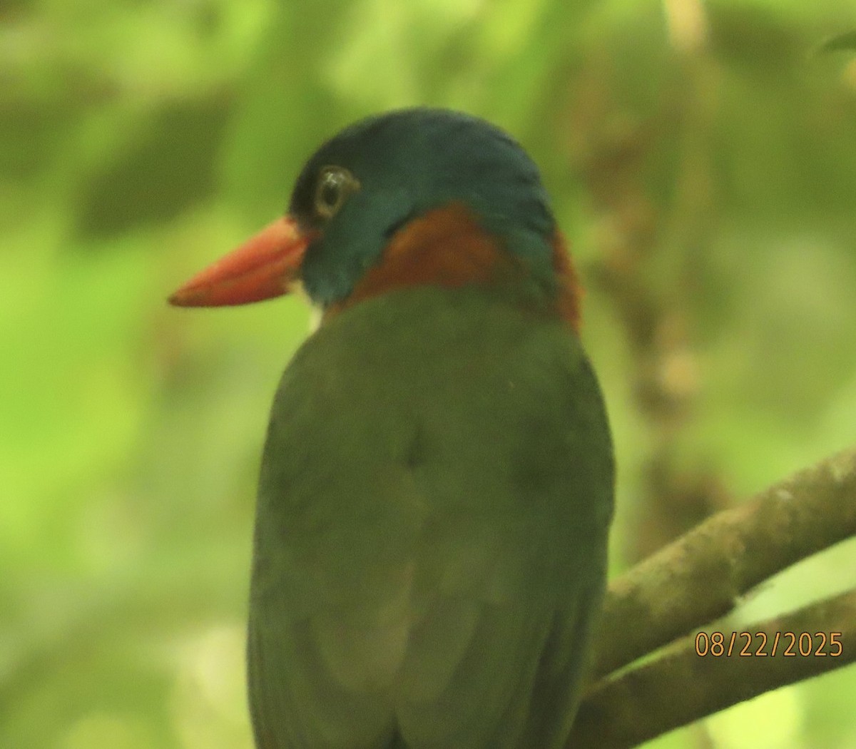 Green-backed Kingfisher - ML640647654
