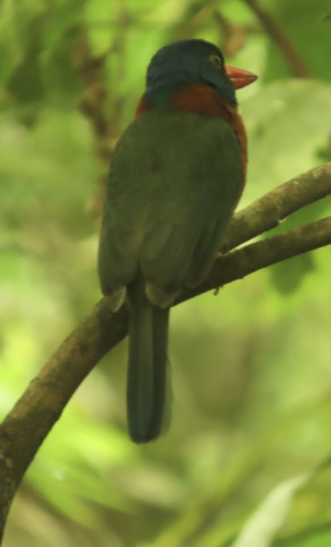 Green-backed Kingfisher - ML640647655