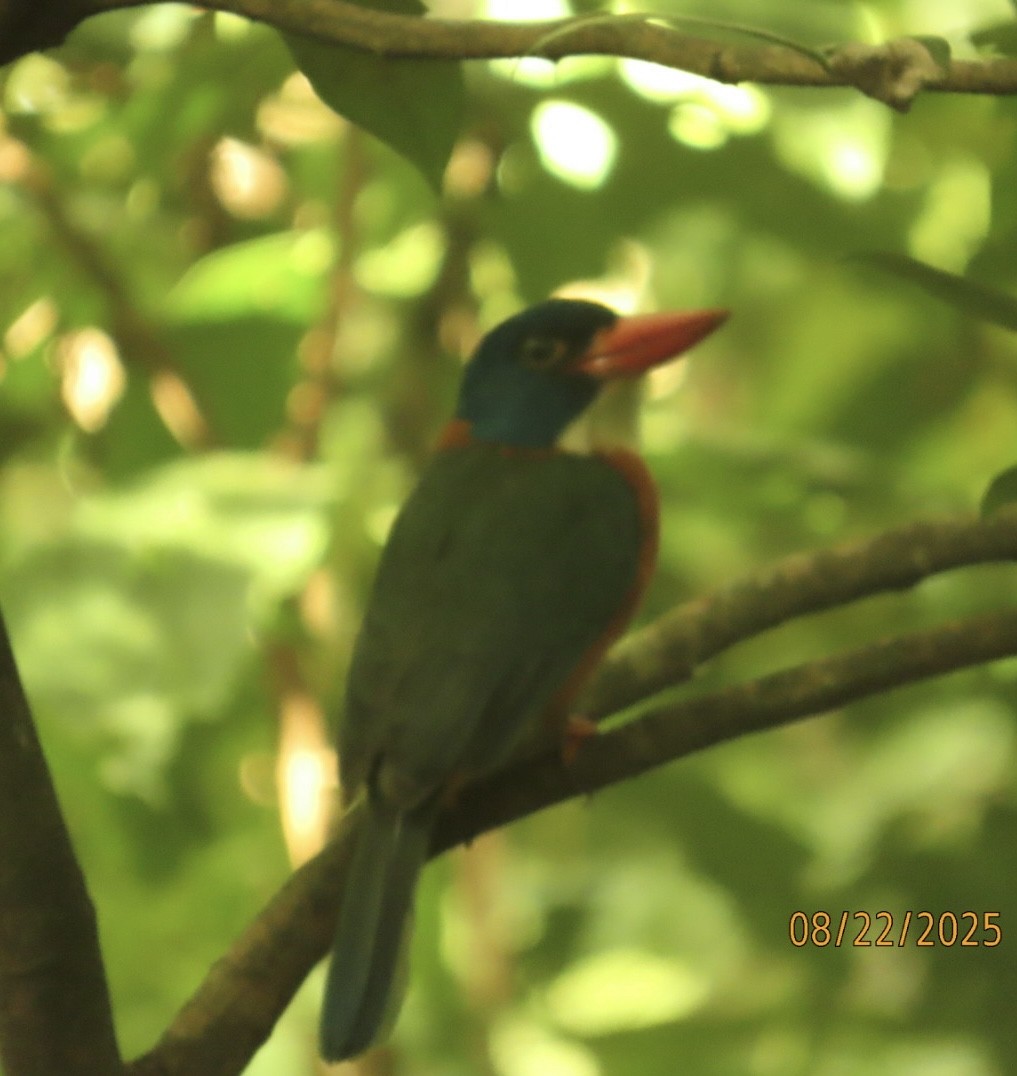 Green-backed Kingfisher - ML640647656