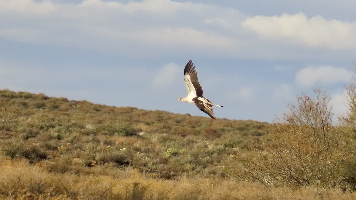 לבלר - ML640647657