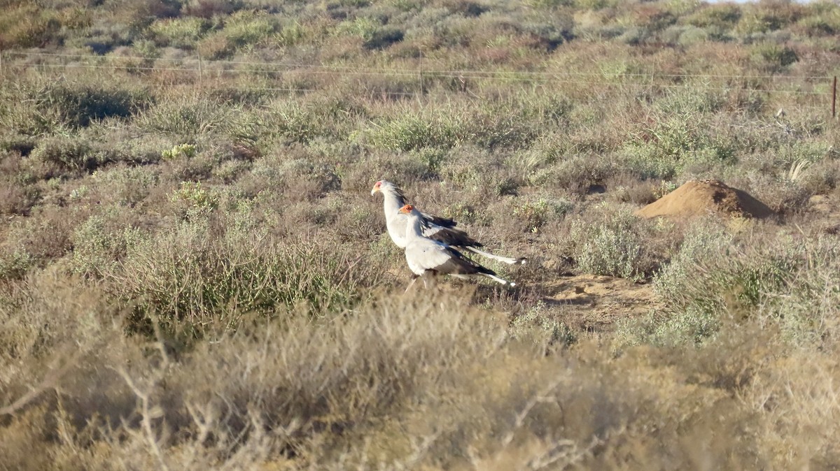 לבלר - ML640647666