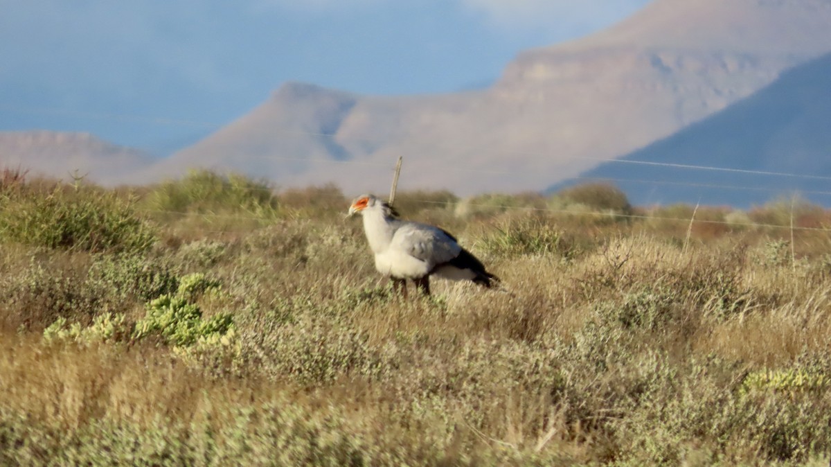 לבלר - ML640647672