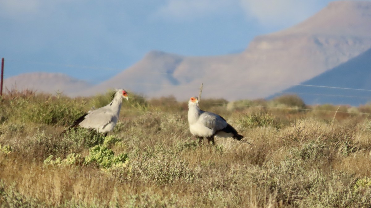 לבלר - ML640647679