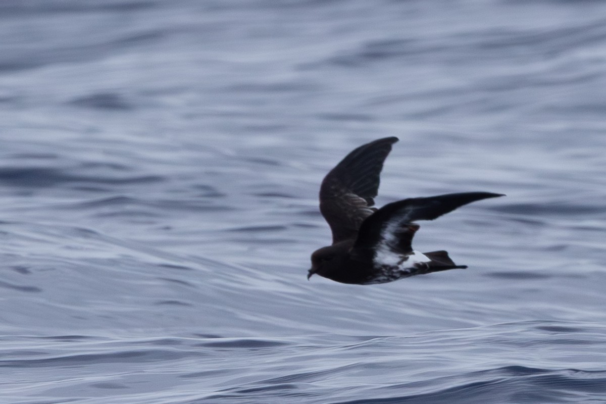 New Caledonian Storm-Petrel - ML640647740
