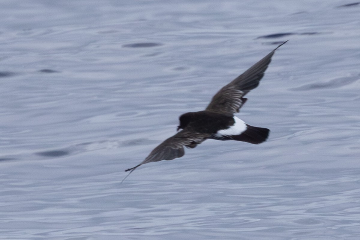 New Caledonian Storm-Petrel - ML640647748