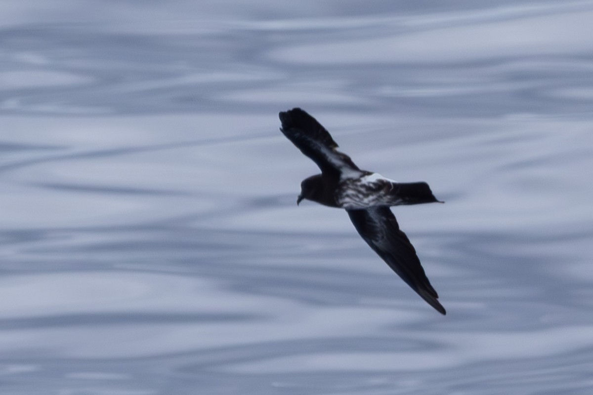 New Caledonian Storm-Petrel - ML640647752