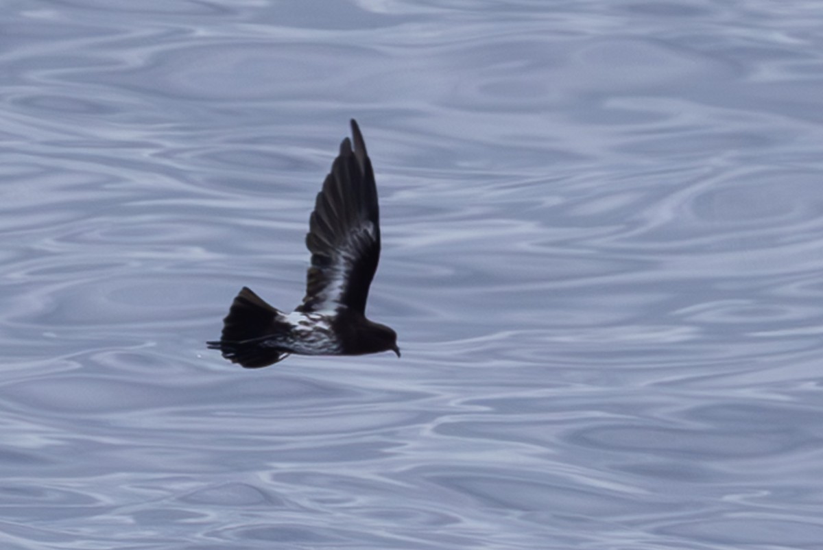 New Caledonian Storm-Petrel - ML640647776