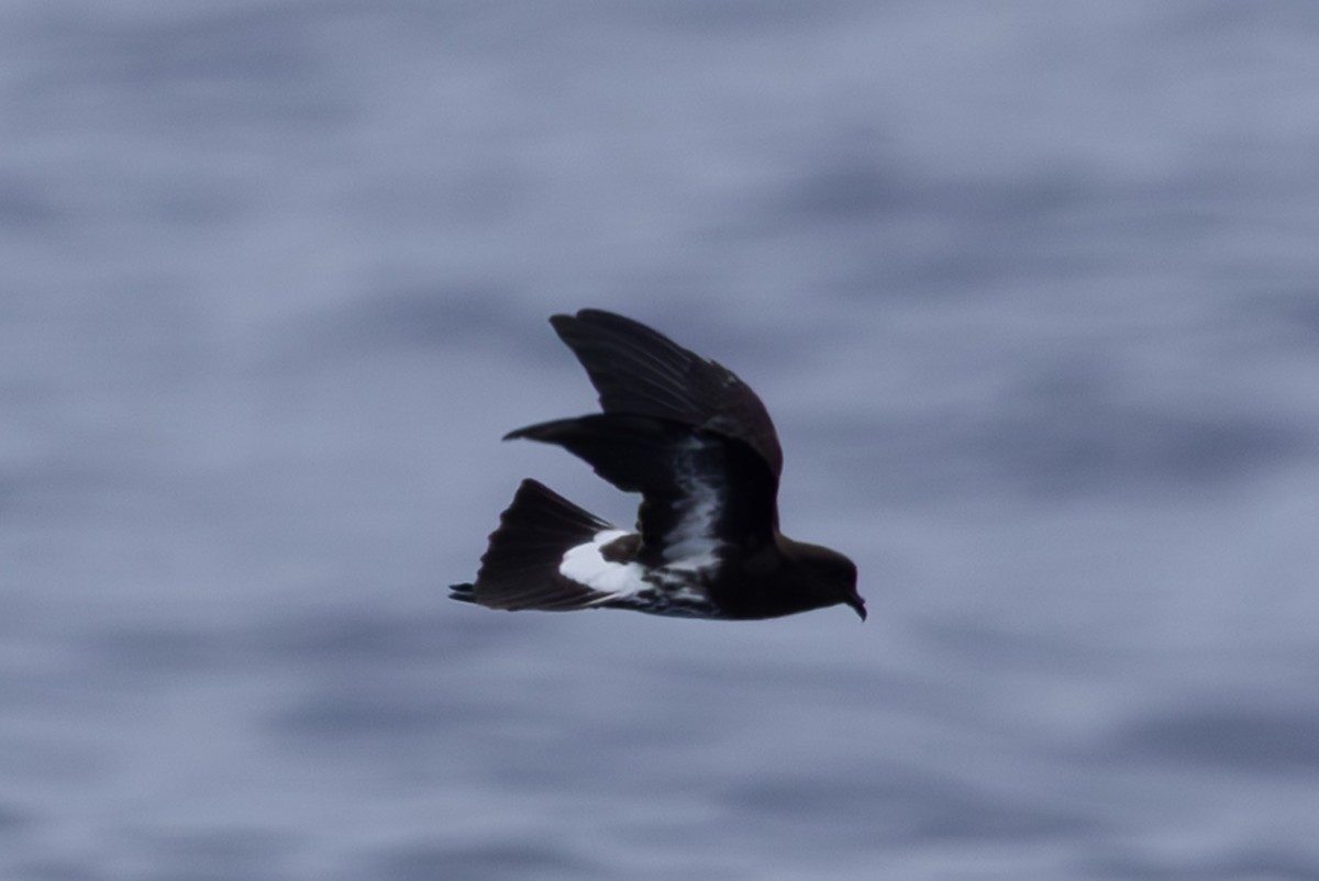 New Caledonian Storm-Petrel - ML640647792