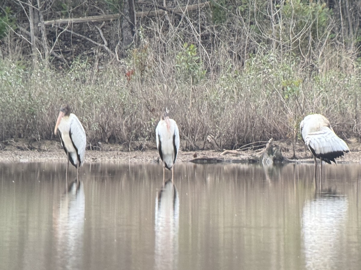 Wood Stork - ML640647844